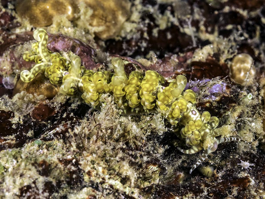 Limenandra fusiformis